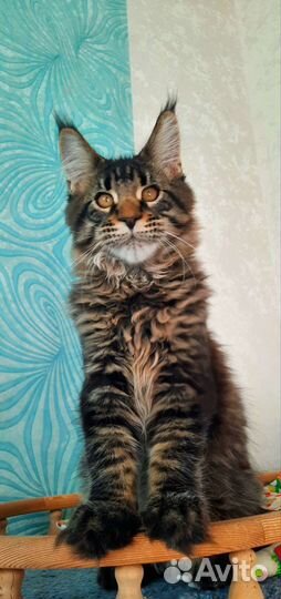 Мейн-кун Енот