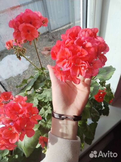 Пеларгония герань