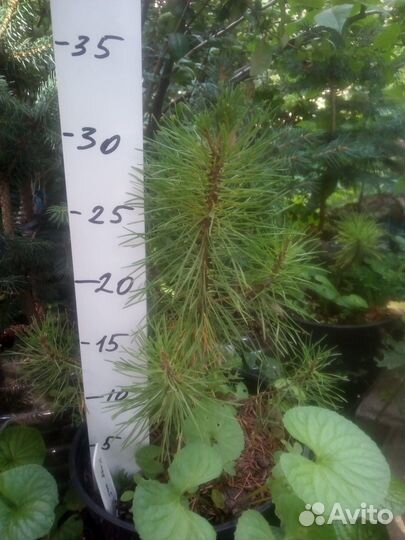 Кедр сибирский саженцы