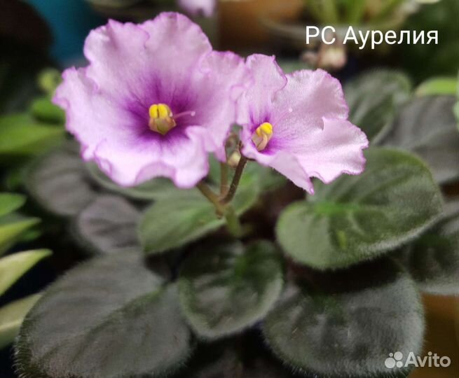 Сортовые фиалки