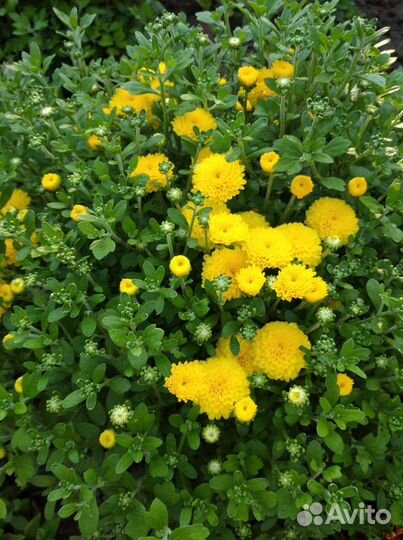 Хризантема шаровидная