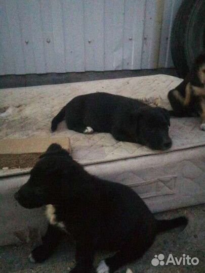 Щенки бесплатно