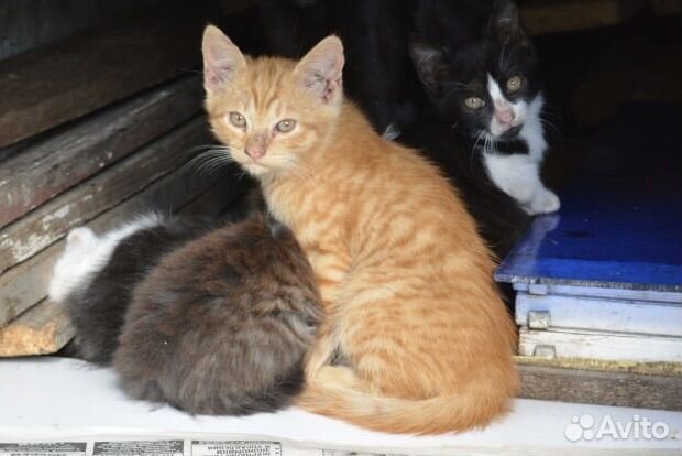 Рыжий полосатый котенок в добрые руки
