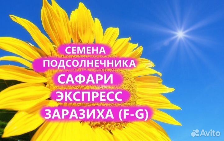 Семена подсолнечника Сафари Гибрид, Рязань