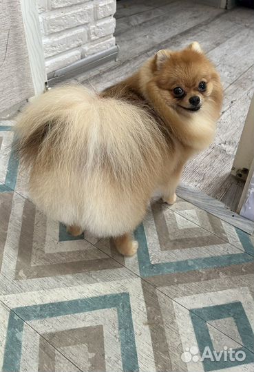 Стрижка собак мелких пород, стрижка когтей