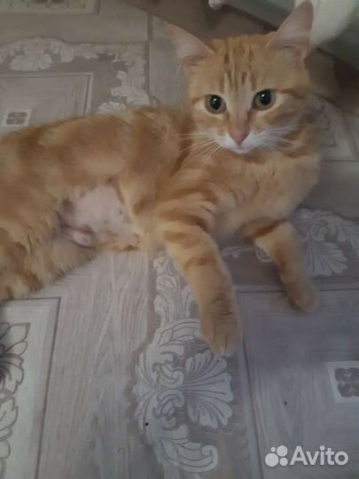 Кошки в добрые руки