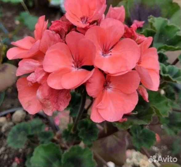Пеларгонии сортовые