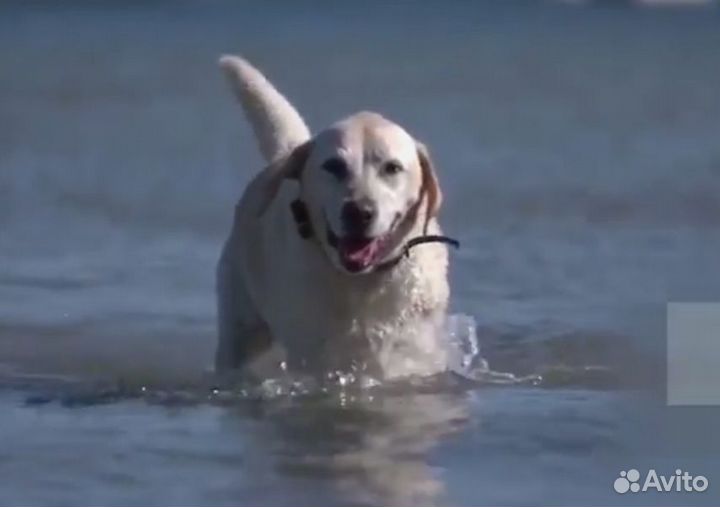 Gps ошейник для животных