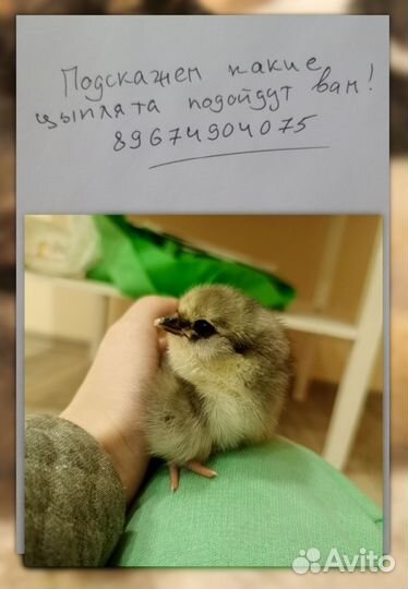 Суточные цыплята несушки