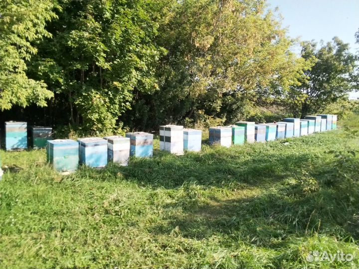 Мед с личной пасеки оптом