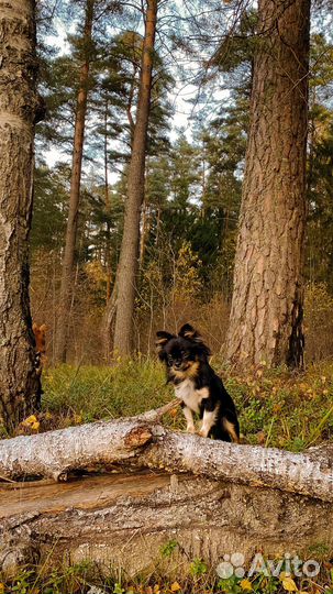 Чихуа триколор на вязку