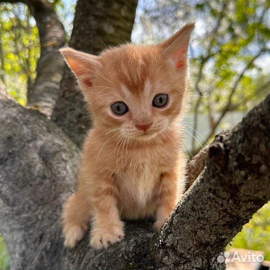 Британские котята