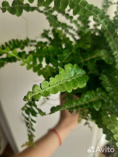 Папоротник нефролепис Даффи