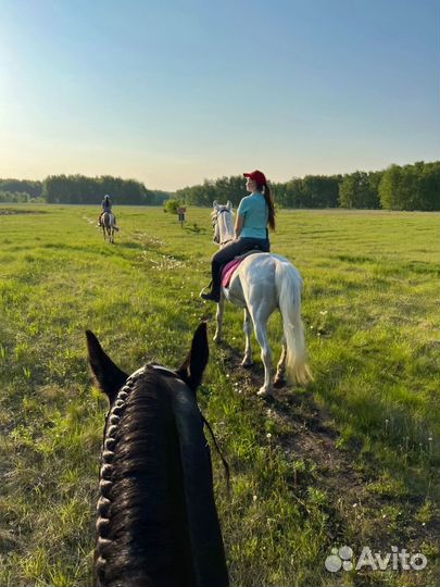 Конные прогулки Омск