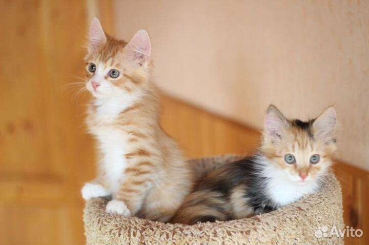 Рыжий котенок мальчик и трехцветочка