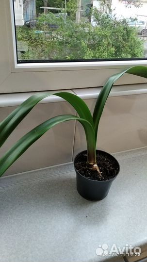 Гиппеаструм амариллис