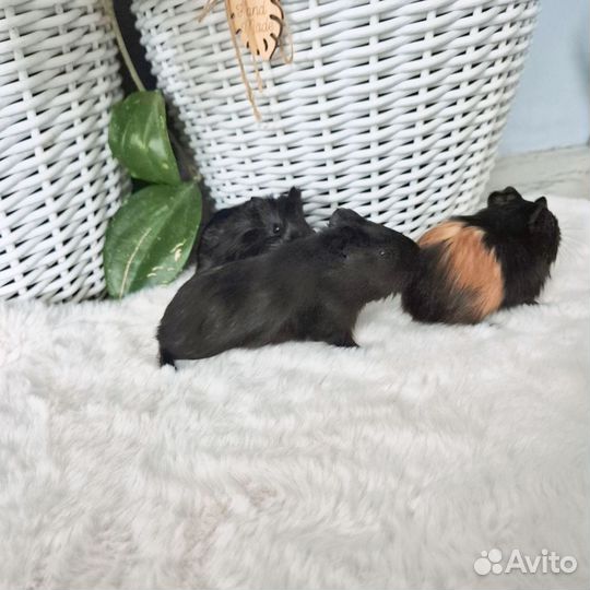 Морские свинки