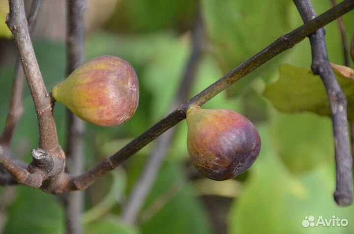Продам саженцы инжира в стаканчиках