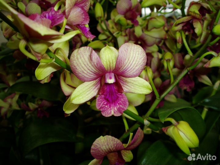 Орхидея Den. Burana Emerald #15