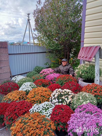 Черенки хризантемы мультифлора опт