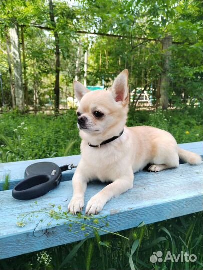 Вязка мини чих