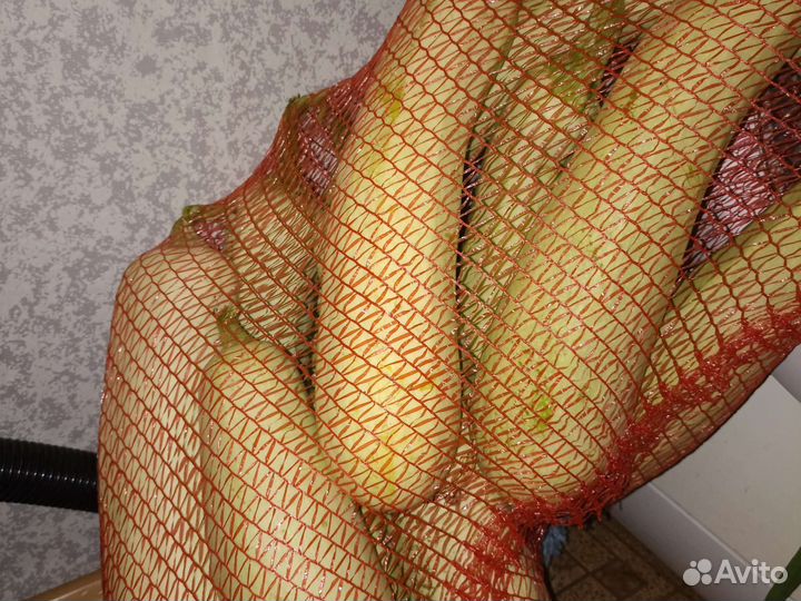 Кабачки домашние