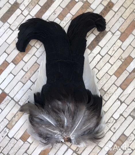 Хвост тетерева (лира)