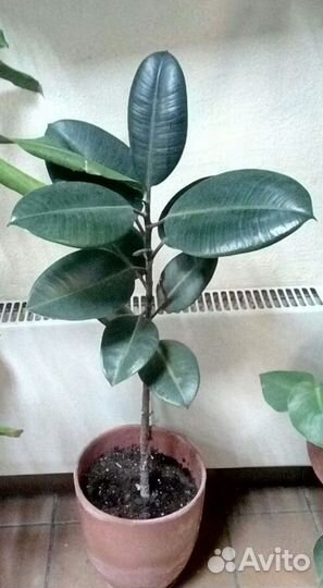 Фикусы бенджамина