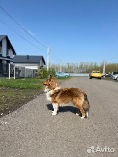 Щенки шелти