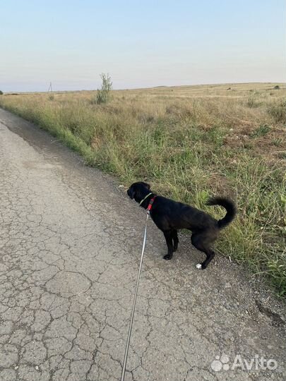 Выгульщик собак