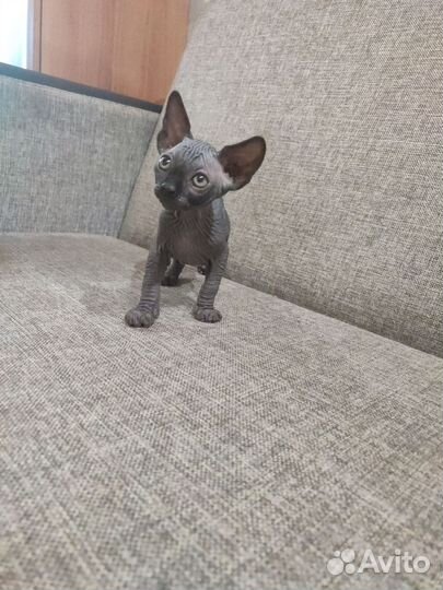 Канадский сфинкс