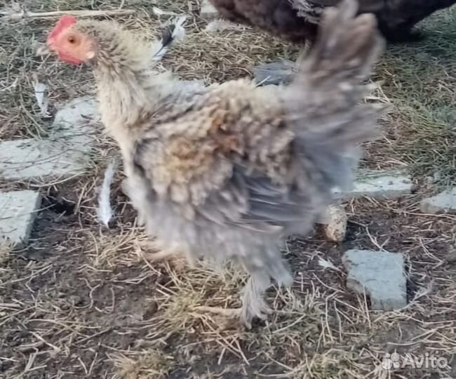 Куры разные