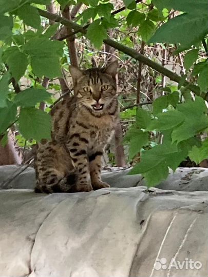 Кот бенгальской окраски