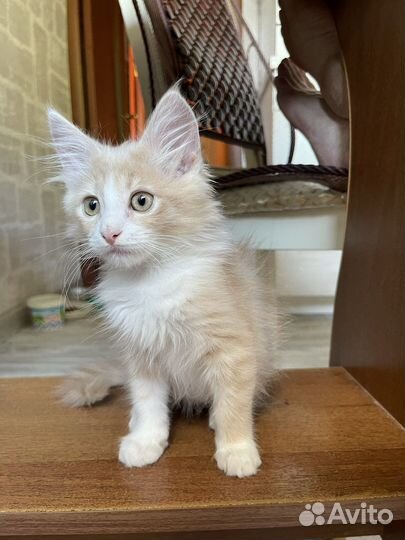 Котенок-мальчик в добрые руки