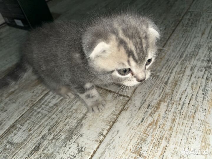 Шотландские котята