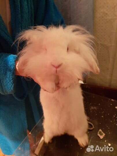 Декоративный кролик