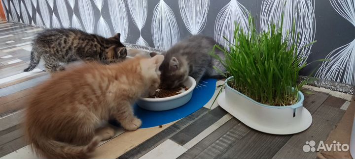 Котята в добрые руки