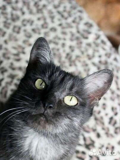 Британка Шуша