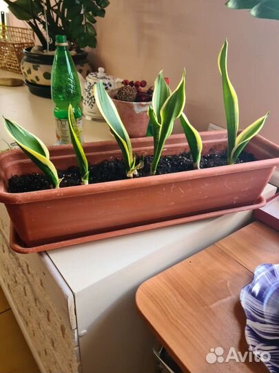 Сансевиерия Футура Суперба