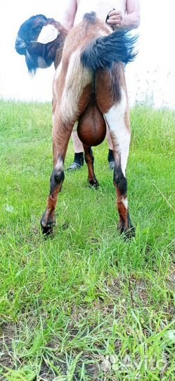 Козёл и Козлик нубийские