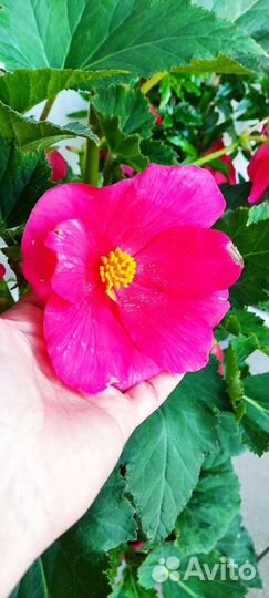 Бегония махровая красная и желтая