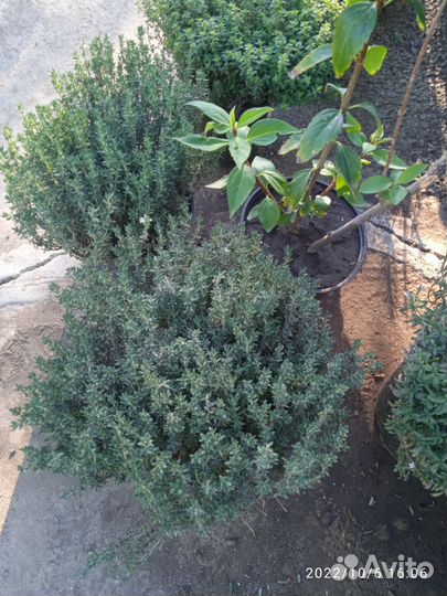 Тимьян, Чабрец