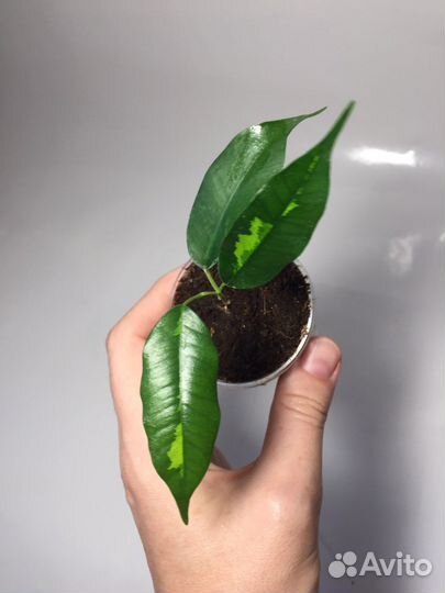 Фикусы разных сортов