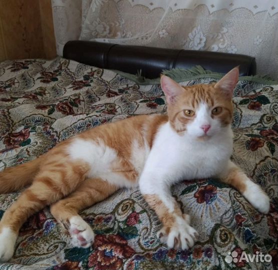 Шикарный котик