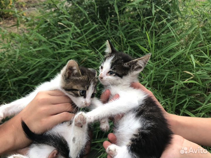 Котята в добрые руки