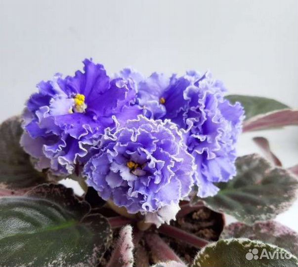 Фиалки разных сортов