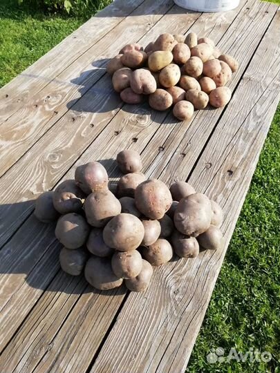 Продам домашний картофель