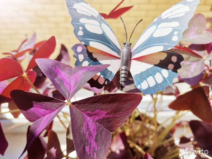 Кислица /оксалис /бабочка