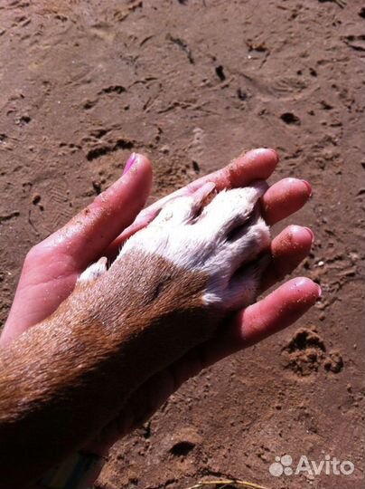 Кинолог, зоопсихолог