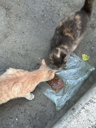 Кошки в добрые руки